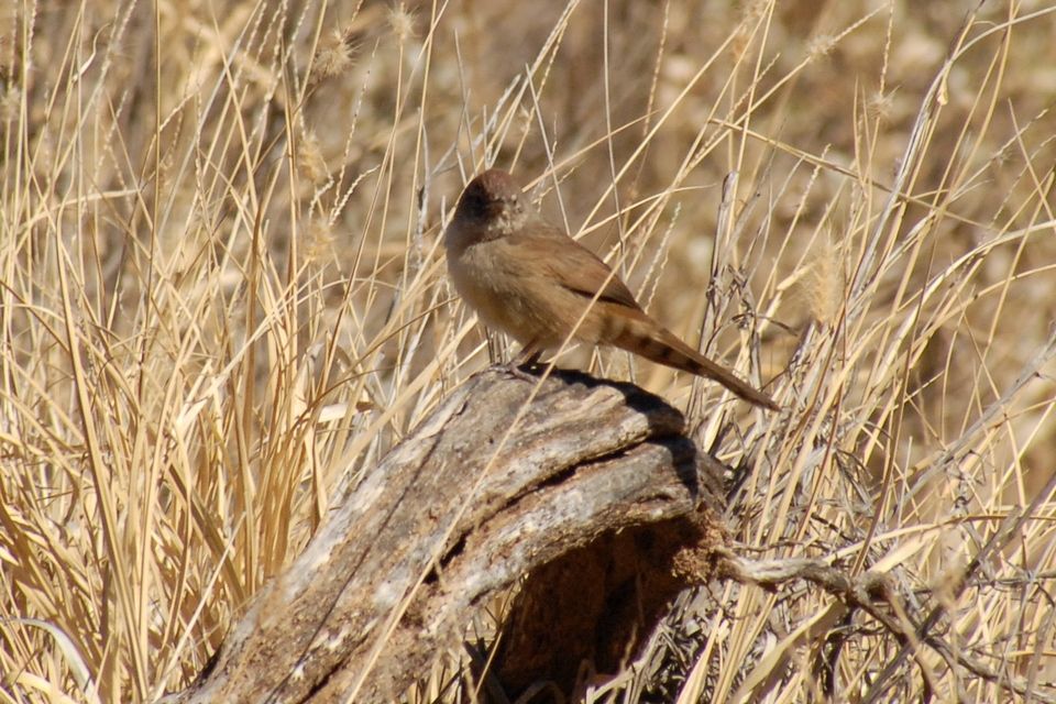 Spinifexbird (Eremiornis carteri)